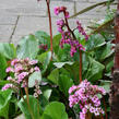 Bergénie 'Baby Doll' - Bergenia 'Baby Doll'