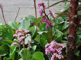 Bergénie 'Baby Doll' - Bergenia 'Baby Doll'