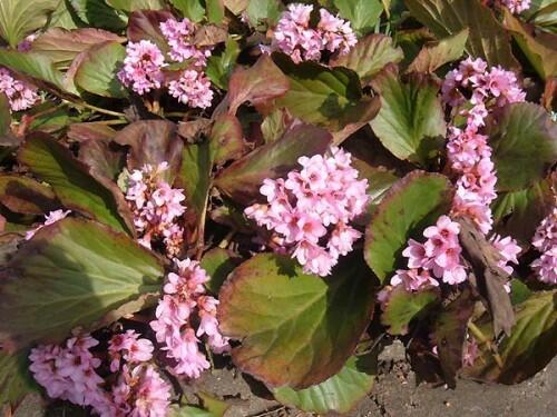 Bergénie 'Baby Doll' - Bergenia 'Baby Doll'