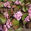 Bergénie 'Baby Doll' - Bergenia 'Baby Doll'