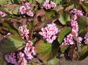 Bergénie 'Baby Doll' - Bergenia 'Baby Doll'
