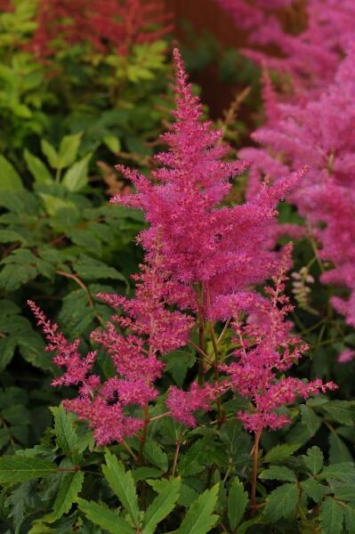 Čechrava japonská 'El. Veen' - Astilbe japonica 'El. Veen'