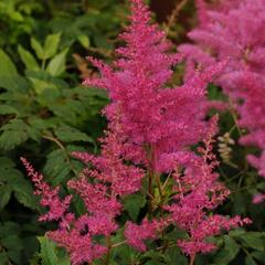 Čechrava japonská 'El. Veen' - Astilbe japonica 'El. Veen'