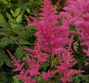 Čechrava japonská 'El. Veen' - Astilbe japonica 'El. Veen'