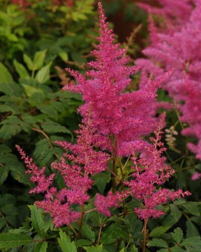 Čechrava japonská 'El. Veen' - Astilbe japonica 'El. Veen'