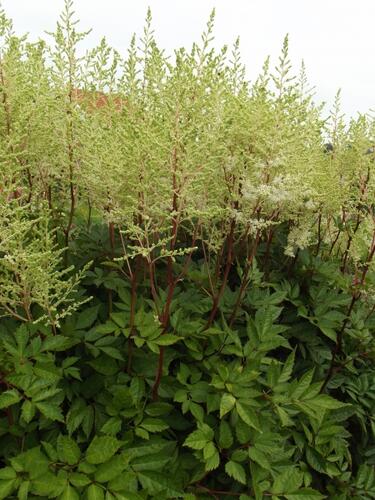 Čechrava - Astilbe Flos 1