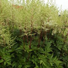 Čechrava - Astilbe Flos 1