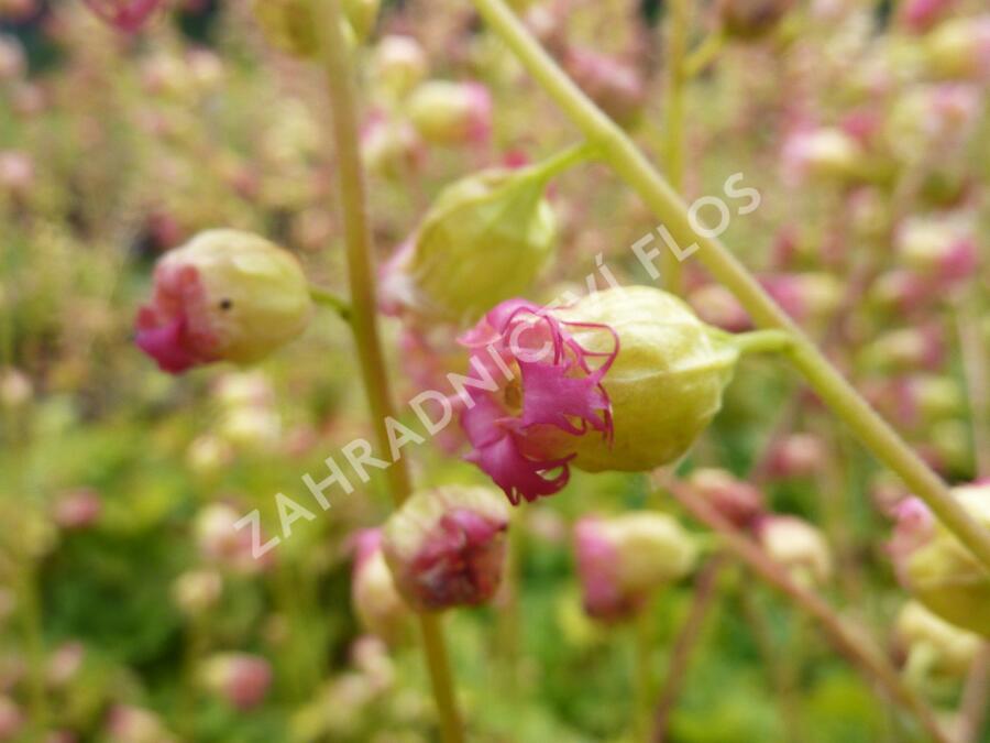 Mitrovka velkokvětá 'Forest Frost' - Tellima grandiflora 'Forest Frost'