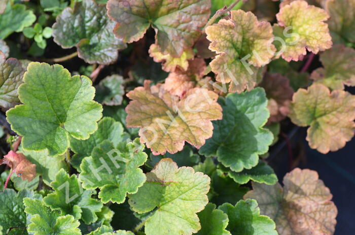 Mitrovka velkokvětá 'Forest Frost' - Tellima grandiflora 'Forest Frost'