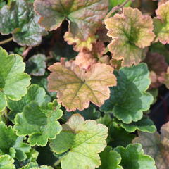 Mitrovka velkokvětá 'Forest Frost' - Tellima grandiflora 'Forest Frost'