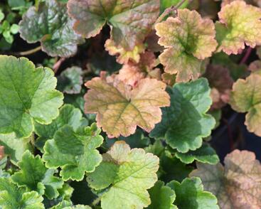 Mitrovka velkokvětá 'Forest Frost'