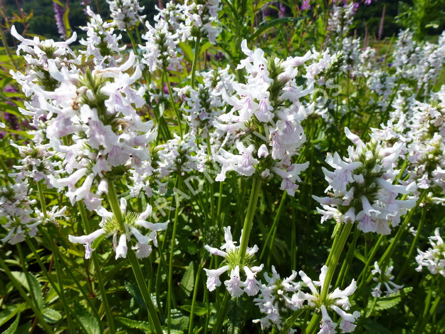 Čistec (discolor) - Stachys nivea (discolor)