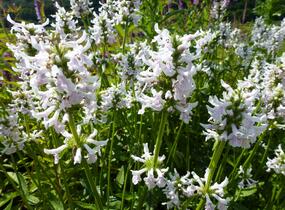 Čistec (discolor) - Stachys nivea (discolor)