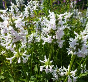 Čistec (discolor) - Stachys nivea (discolor)