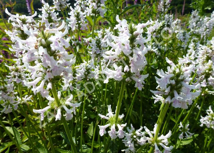 Čistec (discolor) - Stachys nivea (discolor)