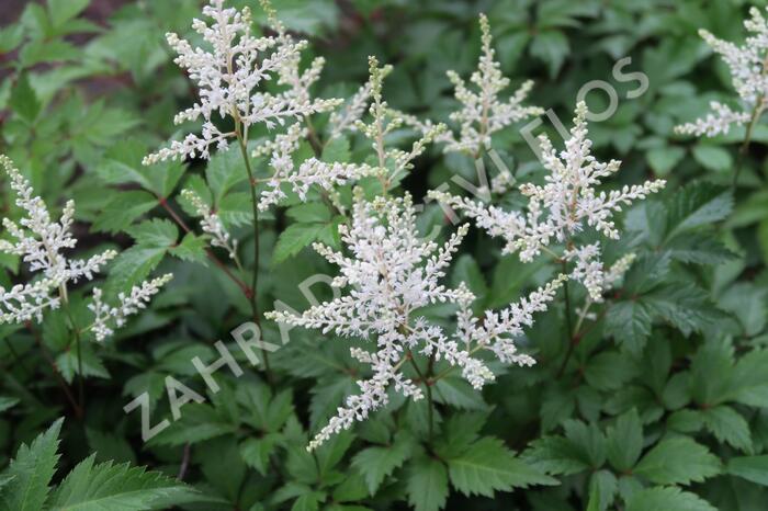 Čechrava Arendsova 'Washington' - Astilbe arendsii 'Washington'