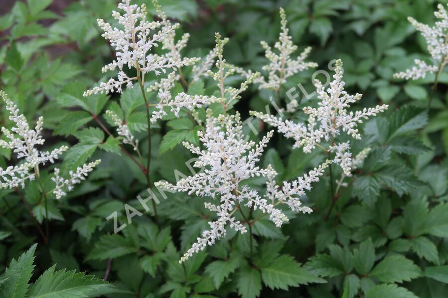 Čechrava Arendsova 'Washington' - Astilbe arendsii 'Washington'