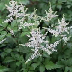 Čechrava Arendsova 'Washington' - Astilbe arendsii 'Washington'