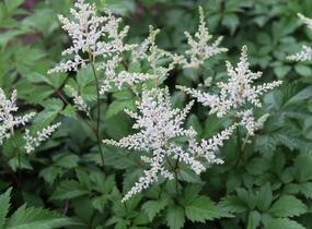 Čechrava Arendsova 'Washington' - Astilbe arendsii 'Washington'