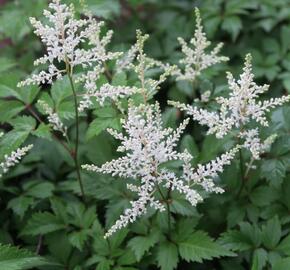 Čechrava Arendsova 'Washington' - Astilbe arendsii 'Washington'