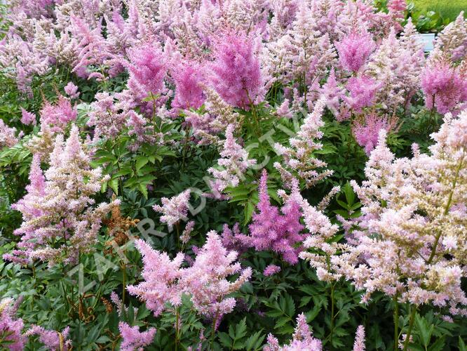 Čechrava Arendsova 'Purple' - Astilbe arendsii 'Purple'