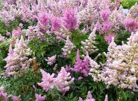 Čechrava Arendsova 'Purple' - Astilbe arendsii 'Purple'