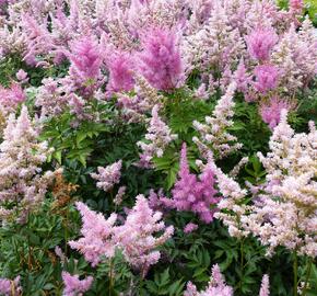 Čechrava Arendsova 'Purple' - Astilbe arendsii 'Purple'