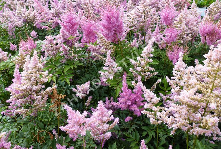 Čechrava Arendsova 'Purple' - Astilbe arendsii 'Purple'