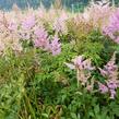 Čechrava Arendsova 'Purple' - Astilbe arendsii 'Purple'