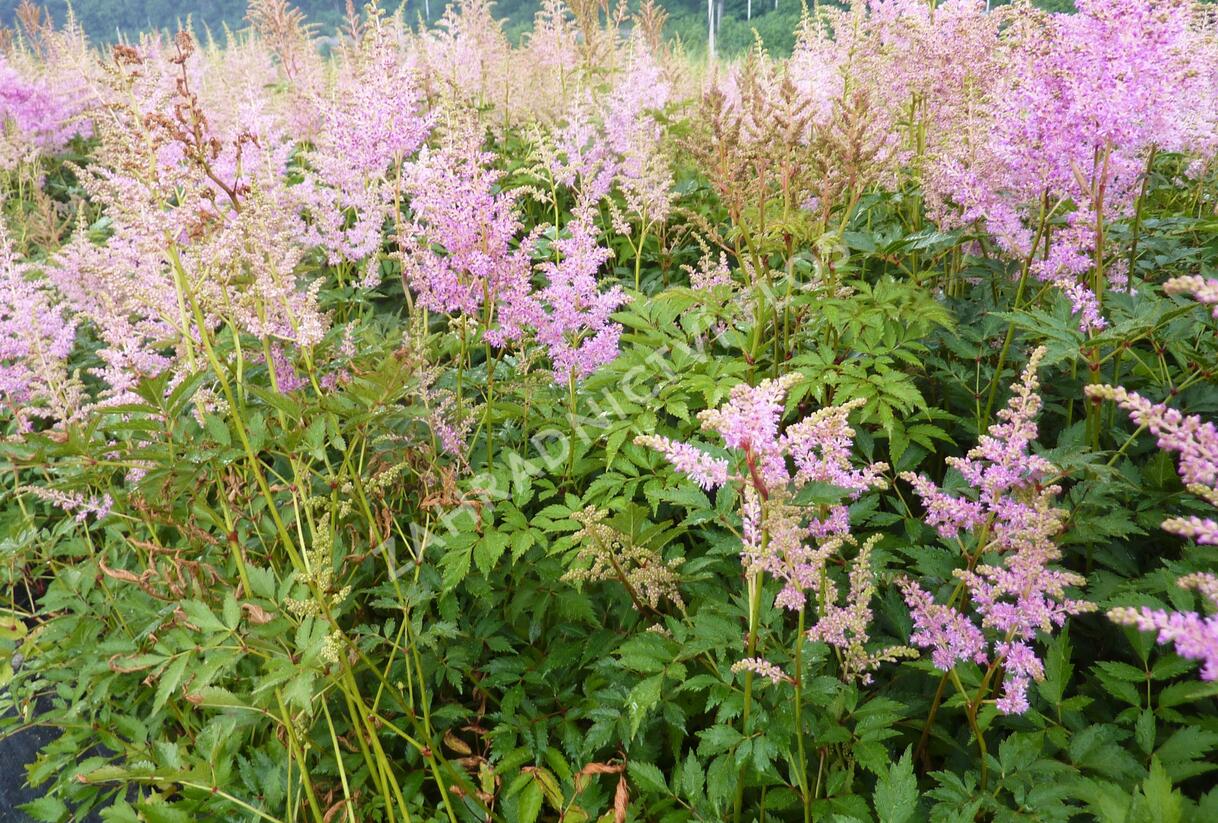 Čechrava Arendsova 'Purple' - Astilbe arendsii 'Purple'