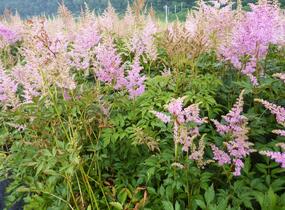 Čechrava Arendsova 'Purple' - Astilbe arendsii 'Purple'