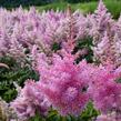 Čechrava Arendsova 'Purple' - Astilbe arendsii 'Purple'