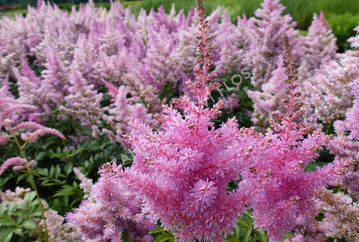 Čechrava Arendsova 'Purple' - Astilbe arendsii 'Purple'