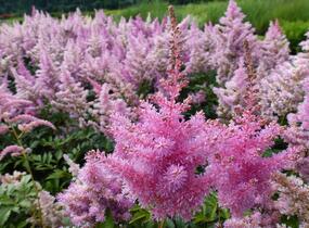 Čechrava Arendsova 'Purple' - Astilbe arendsii 'Purple'
