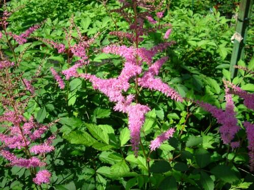 Čechrava Arendsova 'Amethyst' - Astilbe arendsii 'Amethyst'