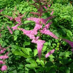 Čechrava Arendsova 'Amethyst' - Astilbe arendsii 'Amethyst'