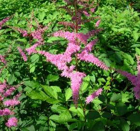 Čechrava Arendsova 'Amethyst' - Astilbe arendsii 'Amethyst'