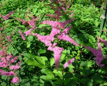 Čechrava Arendsova 'Amethyst'