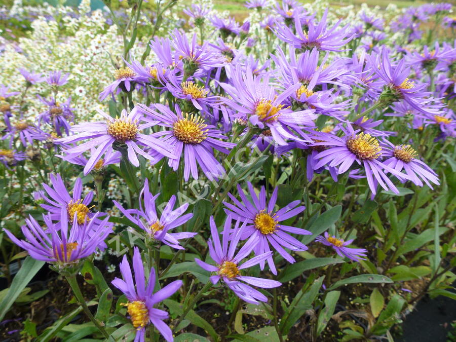 Hvězdnice chlumní 'Sonora' - Aster amellus 'Sonora'