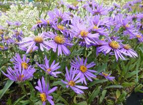 Hvězdnice chlumní 'Sonora' - Aster amellus 'Sonora'