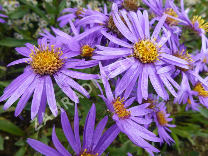 Hvězdnice chlumní 'Sonora' - Aster amellus 'Sonora'