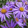 Hvězdnice chlumní 'Sonora' - Aster amellus 'Sonora'