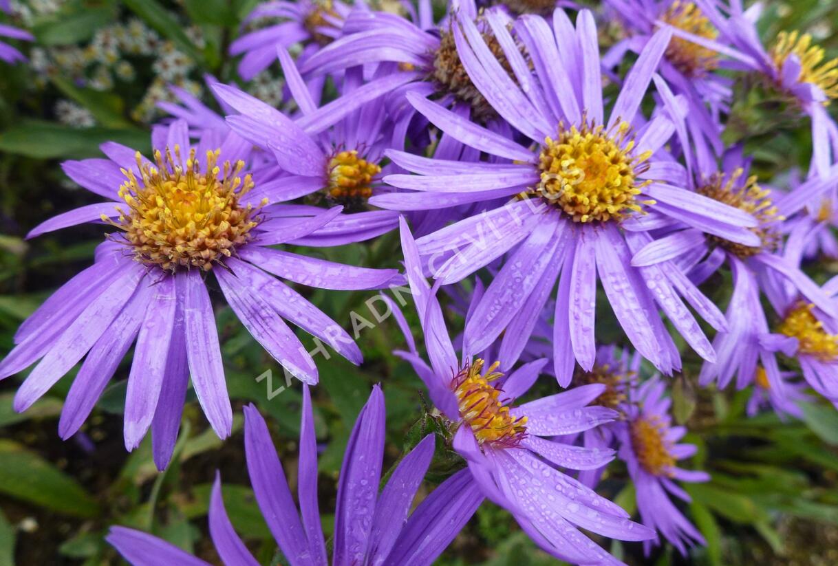 Hvězdnice chlumní 'Sonora' - Aster amellus 'Sonora'