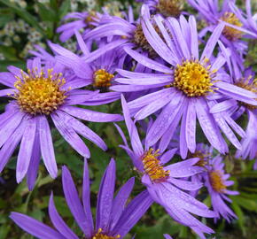 Hvězdnice chlumní 'Sonora' - Aster amellus 'Sonora'