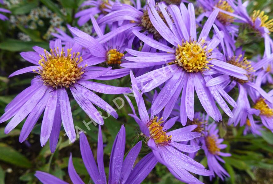 Hvězdnice chlumní 'Sonora' - Aster amellus 'Sonora'