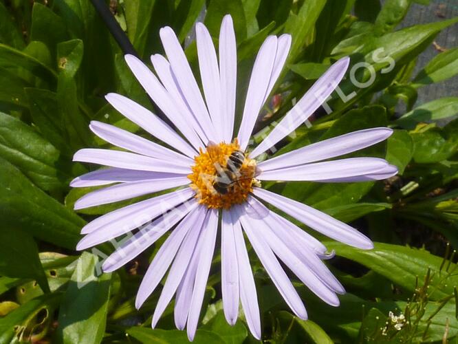 Hvězdnice tongolská 'Berggarten' - Aster tongolensis 'Berggarten'