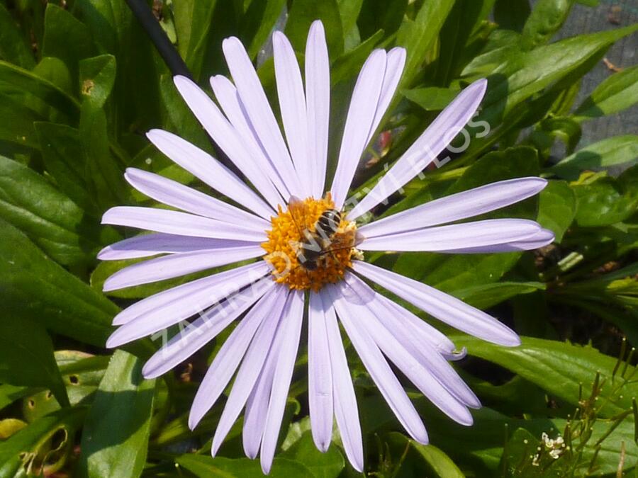 Hvězdnice tongolská 'Berggarten' - Aster tongolensis 'Berggarten'