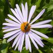 Hvězdnice tongolská 'Berggarten' - Aster tongolensis 'Berggarten'