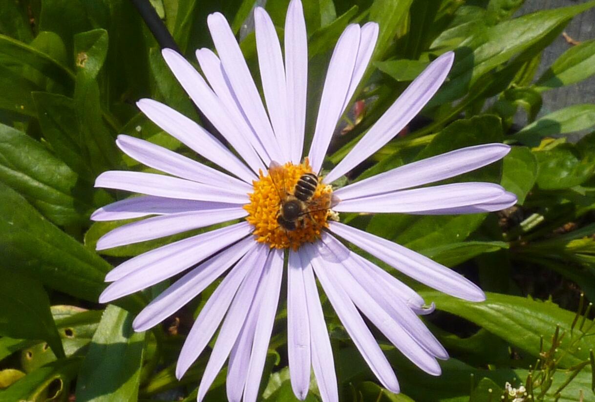 Hvězdnice tongolská 'Berggarten' - Aster tongolensis 'Berggarten'