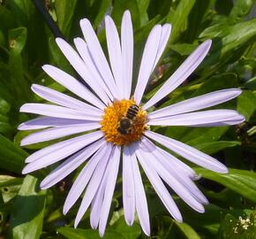 Hvězdnice tongolská 'Berggarten' - Aster tongolensis 'Berggarten'